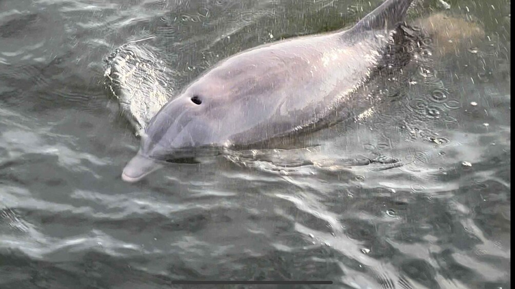 Picture 3 for Activity Dolphin & Scenic Bay Sightseeing Cruise Up to 49, Pensacola