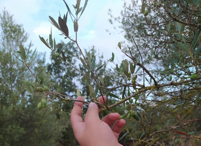 Rethymno: Private Olive Oil & Honey Tasting Tour with Lunch