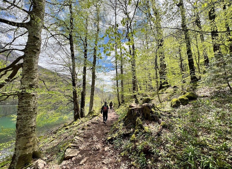 Picture 3 for Activity Biogradska Gora National Park - monastery & Moraca Canyon