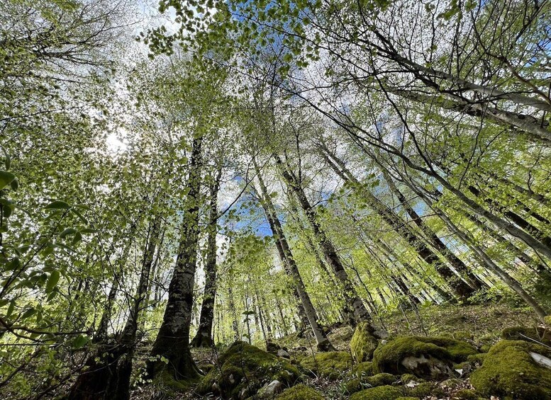 Picture 14 for Activity Biogradska Gora National Park - monastery & Moraca Canyon