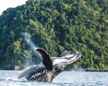 Buenaventura : Observation des baleines sur la côte pacifique excursion