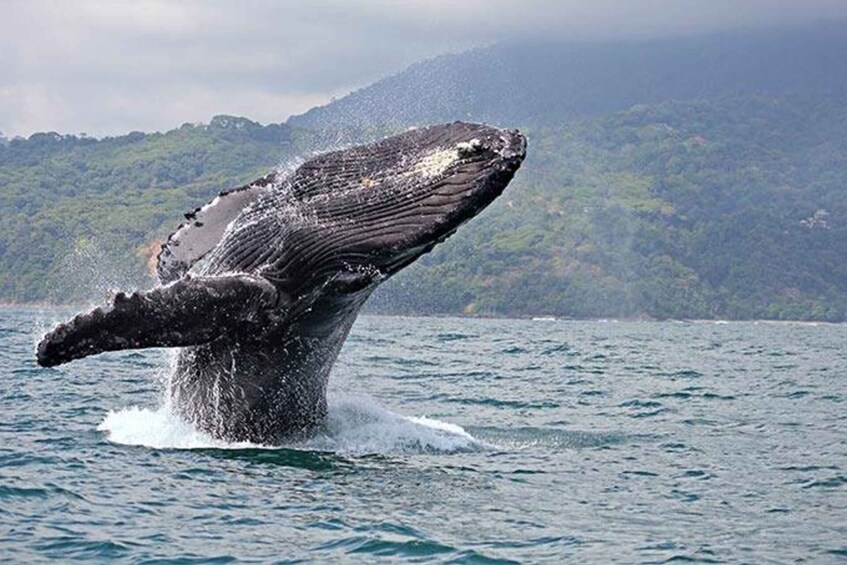 Picture 3 for Activity Buenaventura: Pacific Coast Whale Watching Tour