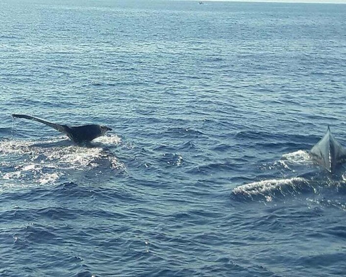 Picture 5 for Activity Buenaventura: Pacific Coast Whale Watching Tour