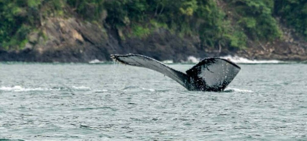 Picture 1 for Activity Buenaventura: Pacific Coast Whale Watching Tour