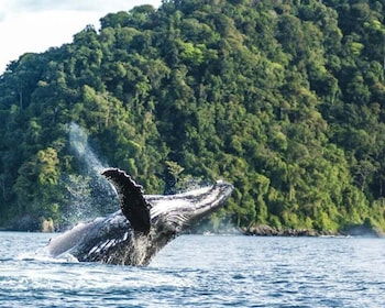 Buenaventura: Pacific Coast Whale Watching Tour