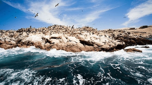 Ballestas Inseln und Paracas Nationalreservat von Paracas aus