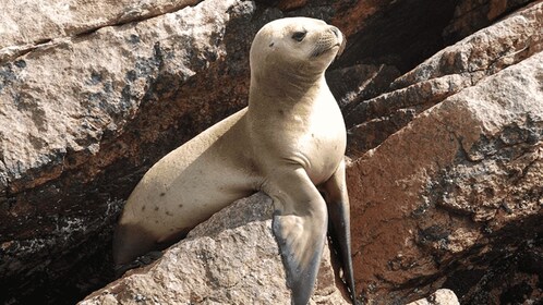 Ballestas Eilanden & Paracas Nationaal Reservaat vanuit Paracas