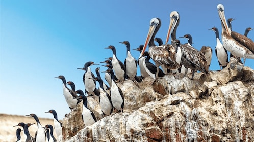 Ballestas Islands & Paracas National Reserve from Paracas