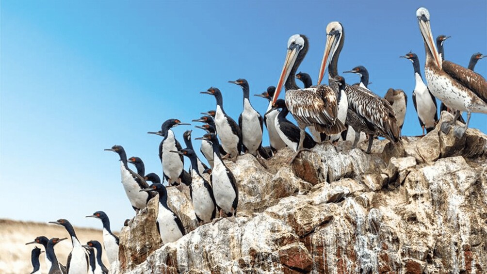 Picture 8 for Activity Ballestas Islands & Paracas National Reserve from Paracas