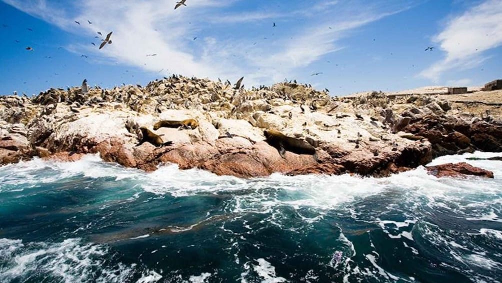 Picture 4 for Activity Ballestas Islands & Paracas National Reserve from Paracas
