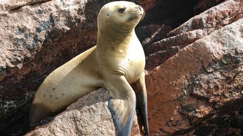 Ballestas Islands & Paracas National Reserve from Paracas