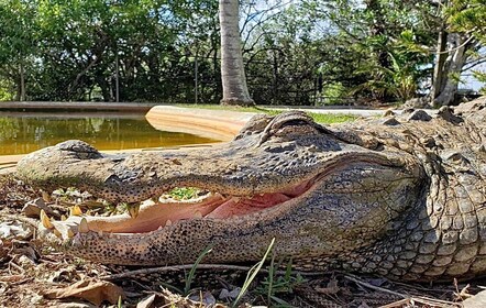 Miami: Original Everglades Airboat Tour & Alligator-Ausstellung