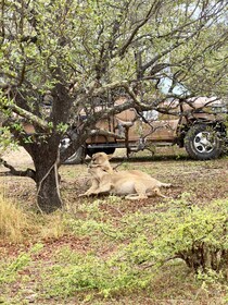 Von Sansibar: Tagessafari Selous VIP mit Flügen