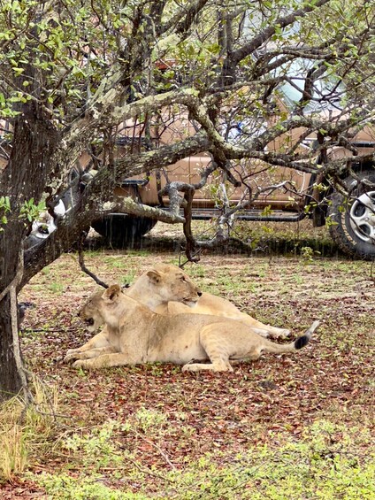 Picture 5 for Activity From Zanzibar: 1 Day Safari Selous VIP trip with Flights