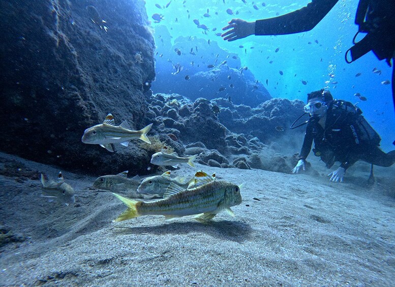 Picture 19 for Activity Lanzarote: Intro to Diving Experience for Beginners