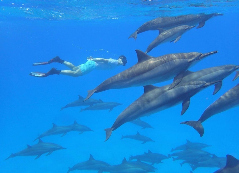 Picture 2 for Activity Dolphin Tour, Kuza Cave, The Rock Restaurant, Emerson Spice