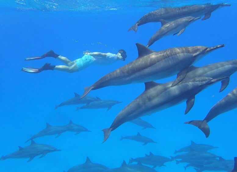 Picture 2 for Activity Dolphin Tour, Kuza Cave, The Rock Restaurant, Emerson Spice