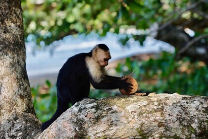 Cahuita national Park+Strand & Maratopia tropical garden