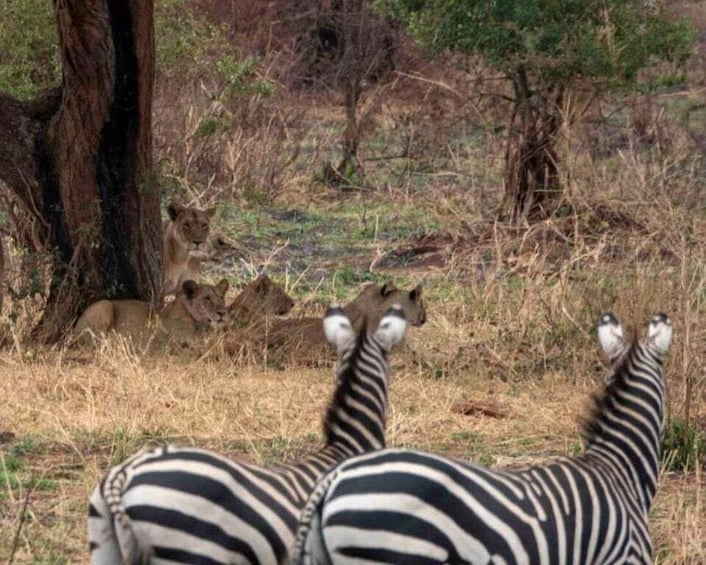 Picture 9 for Activity 2 Days Serengeti Safari from Zanzibar