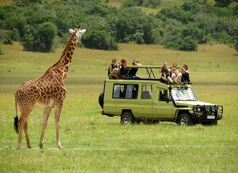 Picture 1 for Activity 2 Days Serengeti Safari from Zanzibar