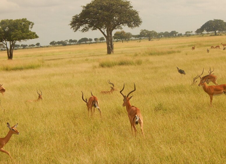 Picture 4 for Activity 2 Days Serengeti Safari from Zanzibar