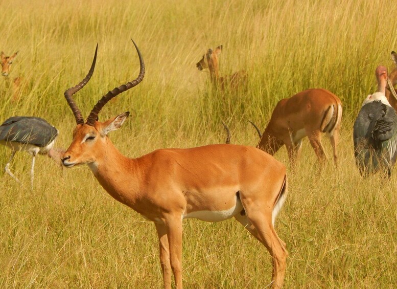 Picture 5 for Activity 2 Days Serengeti Safari from Zanzibar