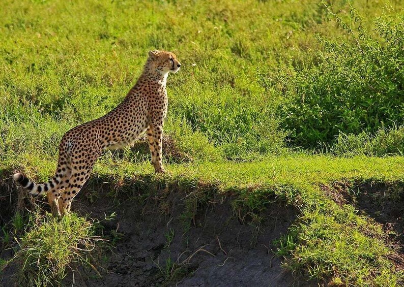 2 Days Serengeti Safari from Zanzibar