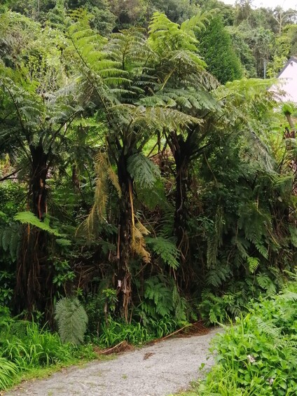 Picture 10 for Activity West Madeira:, Laurel Forest, Waterfall, Rock Pools, Walk