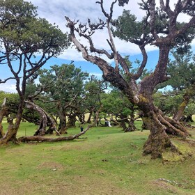 West Madeira:, Laurel Forest, Waterfall, Rock Pools, Walk