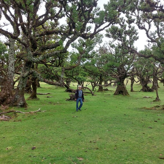 Picture 6 for Activity West Madeira:, Laurel Forest, Waterfall, Rock Pools, Walk