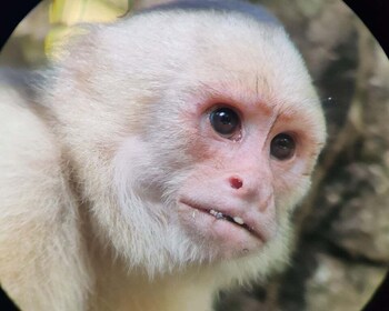 Monkey boat tour