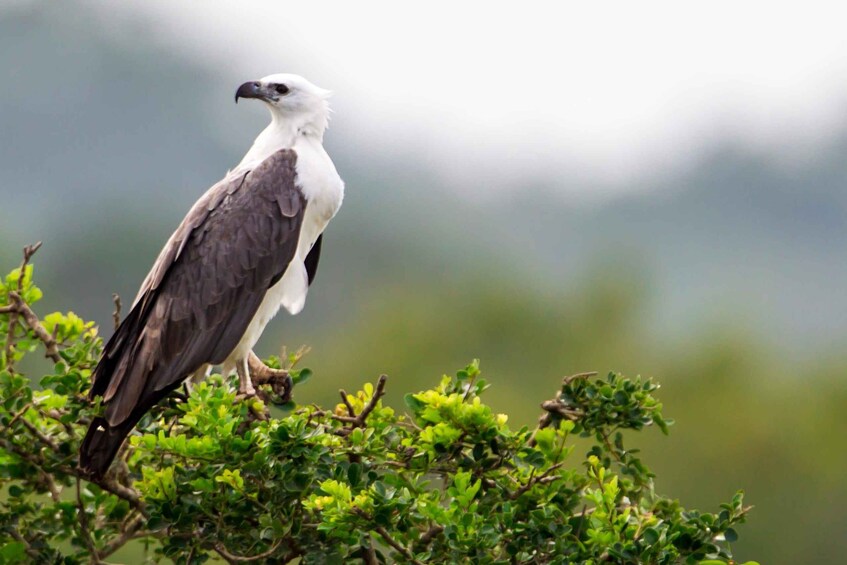 Picture 4 for Activity Hikkaduwa/Galle/Weligama/Mirissa: Yala National Park Safari