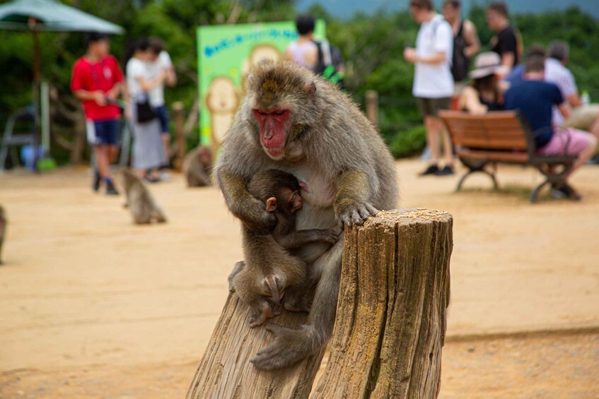 Picture 4 for Activity Kyoto: Arashiyama Bamboo, Temple, Matcha, Monkeys, & secrets