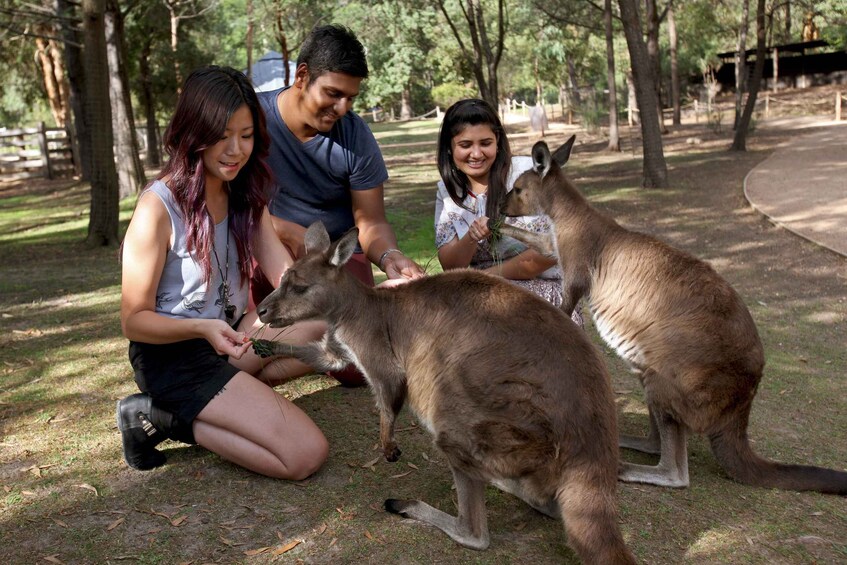 Picture 4 for Activity From Melbourne: Puffing Billy Steam Train & Wildlife Tour