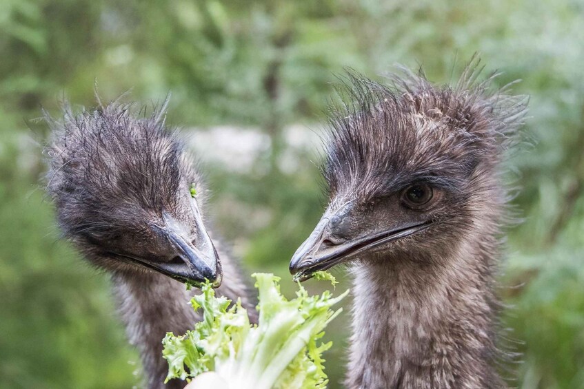 Picture 8 for Activity From Melbourne: Puffing Billy Steam Train & Wildlife Tour