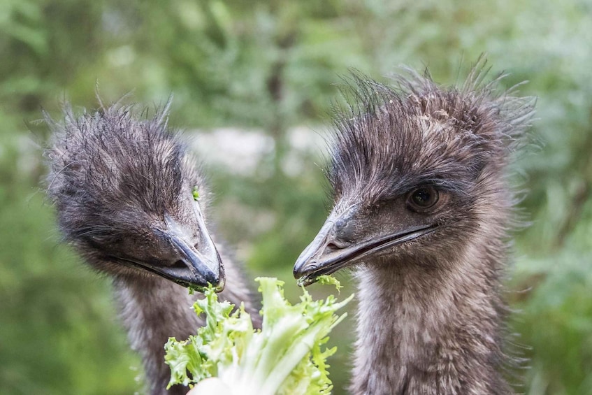 Picture 8 for Activity From Melbourne: Puffing Billy Steam Train & Wildlife Tour