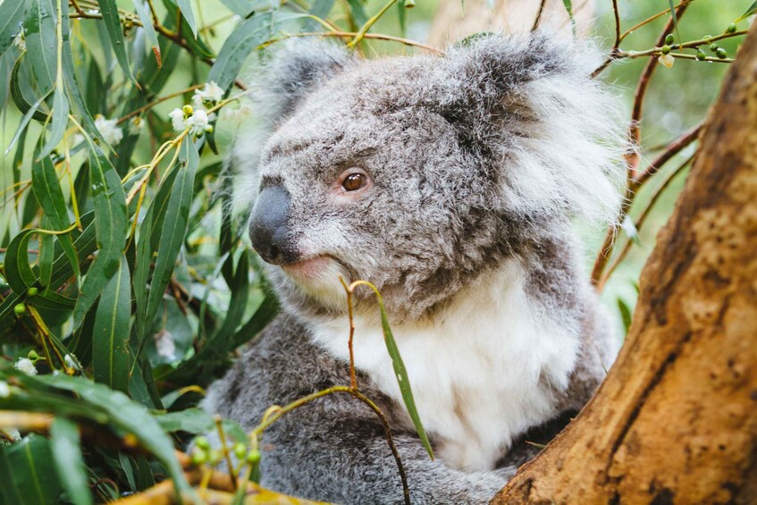 Picture 6 for Activity From Melbourne: Puffing Billy Steam Train & Wildlife Tour