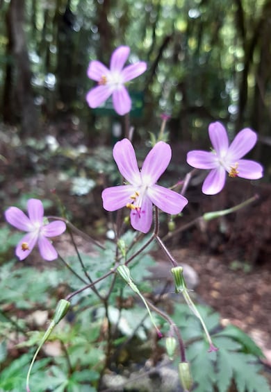 Picture 8 for Activity La Gomera: Hiking in the Mystical Garajonay National Park