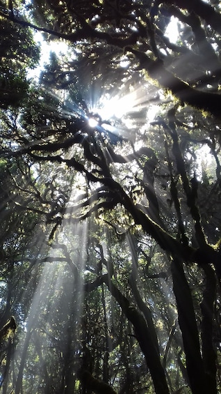 La Gomera: Hiking in the Mystical Garajonay National Park