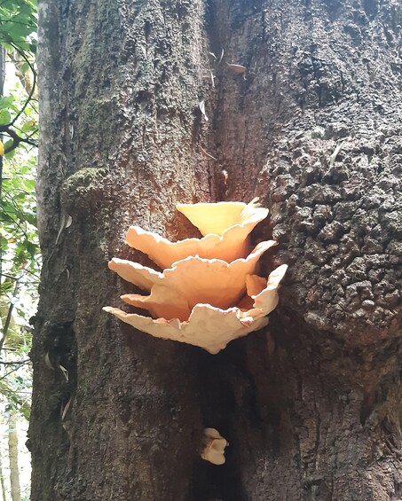 Picture 6 for Activity La Gomera: Hiking in the Mystical Garajonay National Park