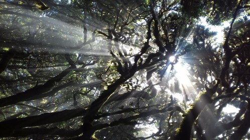 La Gomera: Laurisilva of Garajonay National Park