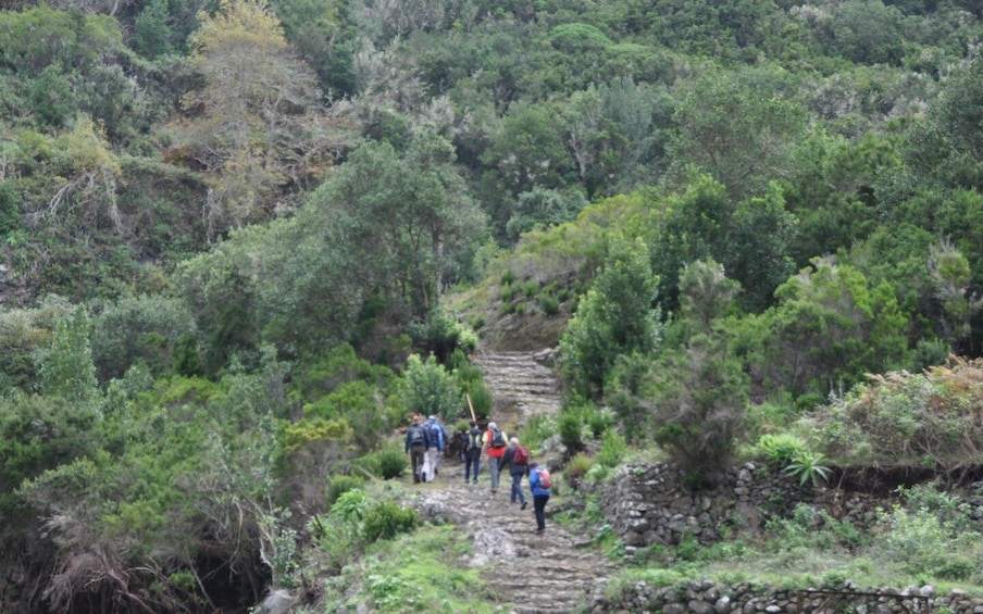 Picture 4 for Activity La Gomera: Hiking in the Mystical Garajonay National Park