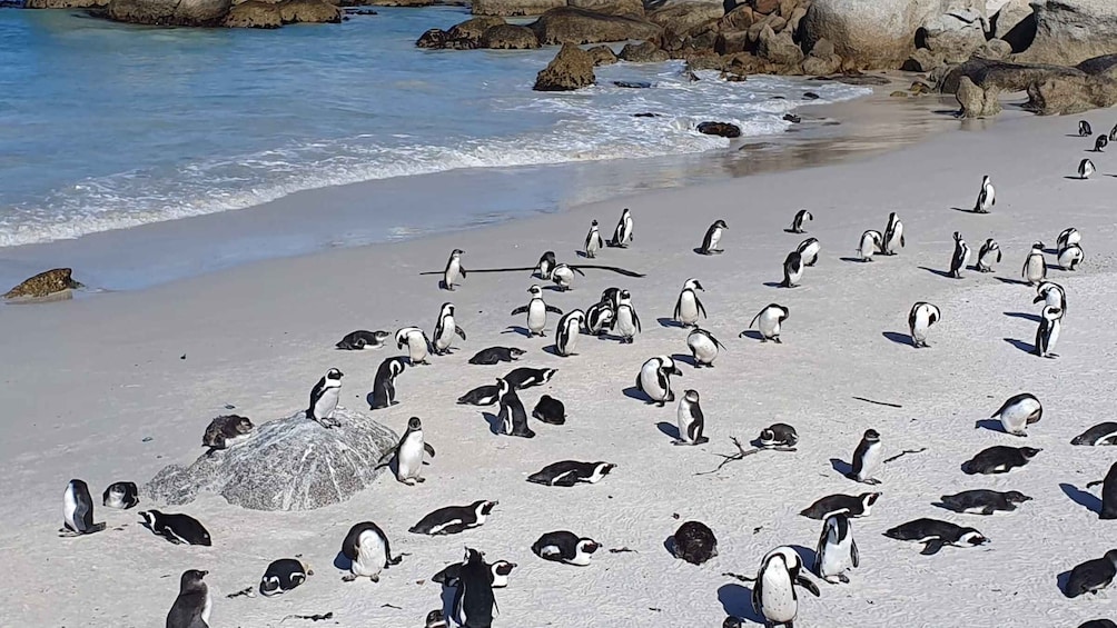 Picture 3 for Activity Cape Town: Seal Island, Cape of Good Hope& Penguins Private