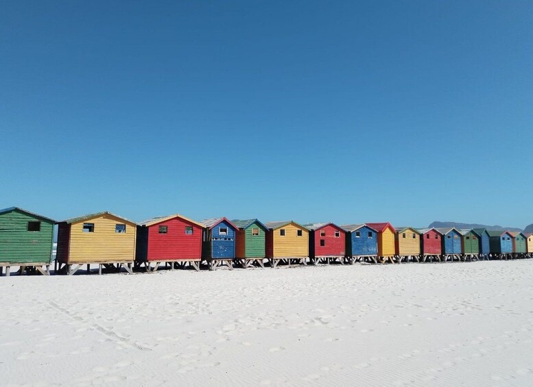 Picture 4 for Activity Cape Town: Seal Island, Cape of Good Hope& Penguins Private