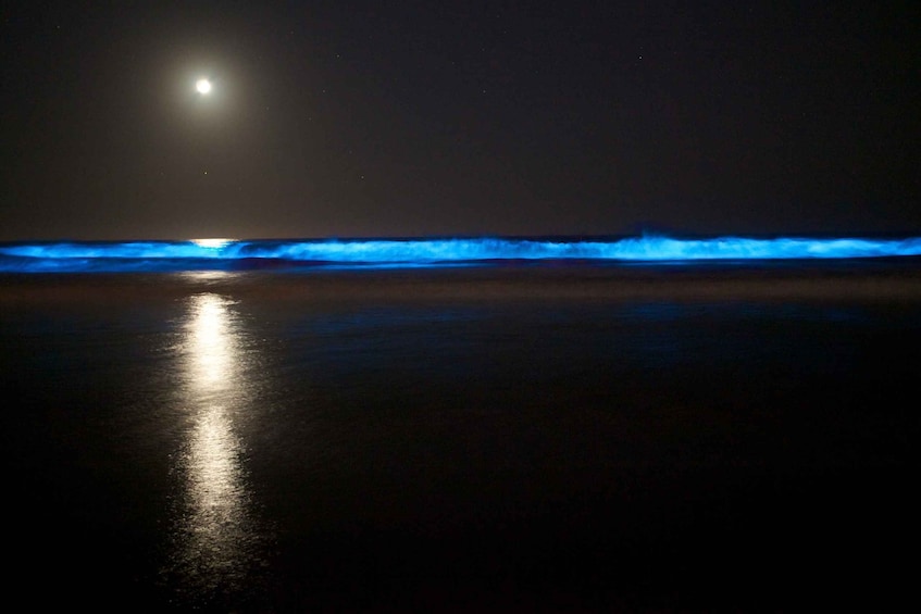 Auckland: Bioluminescence Kayak Tour by Night with Tuition