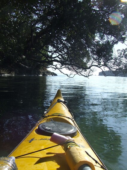 Picture 5 for Activity Auckland: Bioluminescence Kayak Tour by Night with Tuition