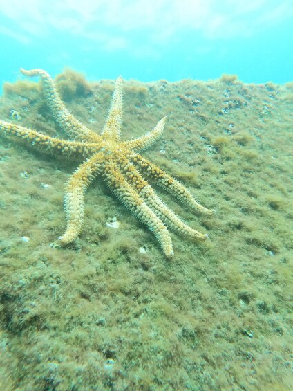 Picture 29 for Activity Tenerife : Snorkeling underwater with freediving Instructor