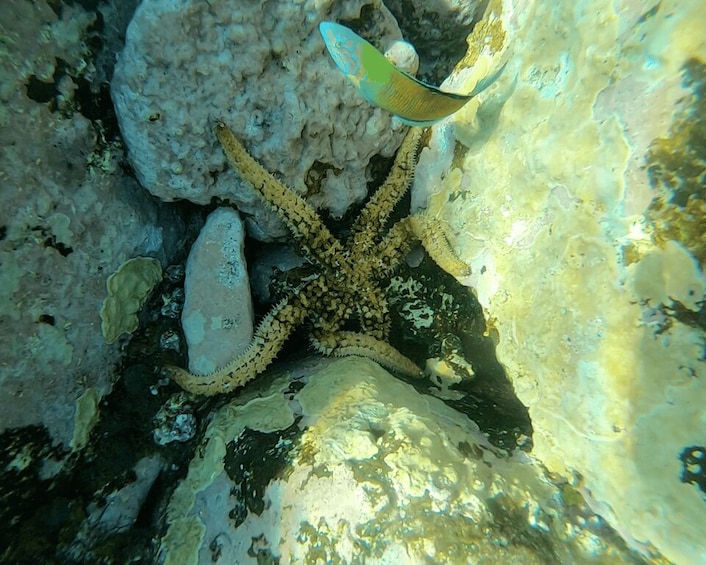 Picture 19 for Activity Tenerife : Snorkeling underwater with freediving Instructor