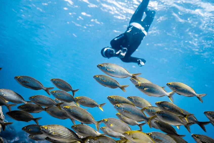 Picture 3 for Activity Tenerife : Snorkeling underwater with freediving Instructor