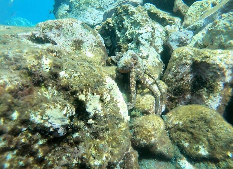 Picture 22 for Activity Tenerife : Snorkeling underwater with freediving Instructor